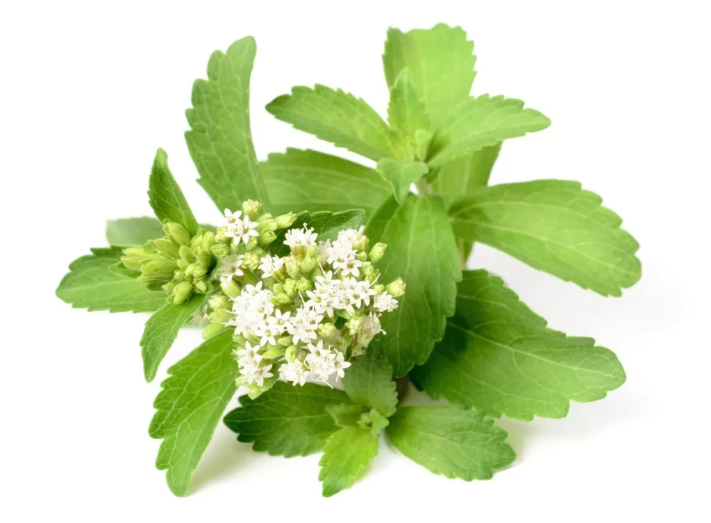 Stevia Bon Blogs)img