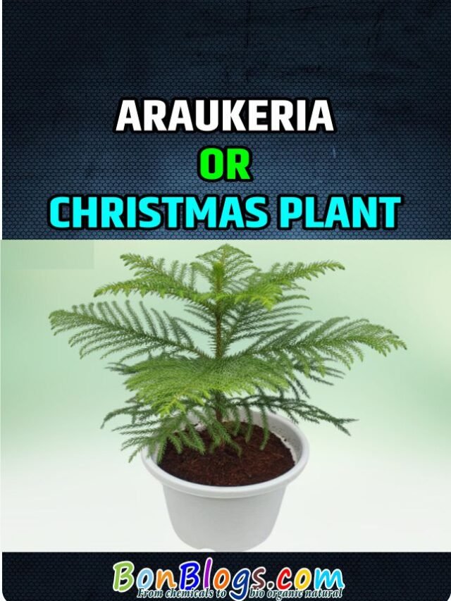 Araucaria Plant or Christmas Tree