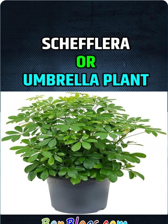 Schefflera